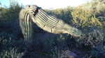photo thumbnail #15