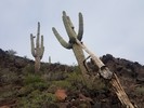 photo thumbnail #7