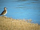 photo thumbnail #15