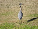 2017-01-21 :: Annual phoenix aquatic bird count :: New2hyk