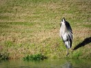 2017-01-21 :: Annual phoenix aquatic bird count :: New2hyk