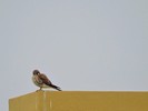 photo thumbnail #9