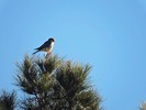 photo thumbnail #13