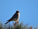 photo thumbnail #14