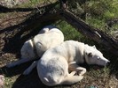 photo thumbnail #12