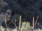 photo thumbnail #13