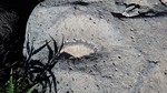 photo thumbnail #13