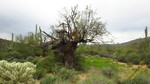 photo thumbnail #8