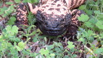 photo thumbnail #13
