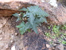 photo thumbnail #8