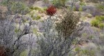photo thumbnail #8