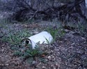 photo thumbnail #3
