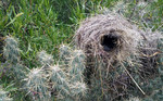 photo thumbnail #5