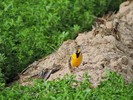 2017-02-17 :2: Tres Rios Wetlands :: New2hyk