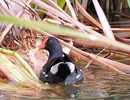 2017-02-17 :2: Tres Rios Wetlands :: New2hyk