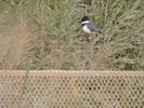 2017-02-17 :2: Tres Rios Wetlands :: New2hyk