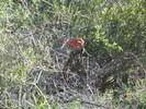 photo thumbnail #4