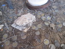 photo thumbnail #12