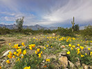 photo thumbnail #7