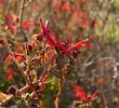 2017-02-26 :: Trigo mtns north :: RedRoxx44