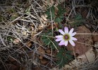 photo thumbnail #15