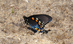 photo thumbnail #5