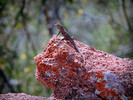 photo thumbnail #12
