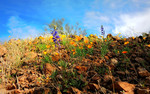 photo thumbnail #13
