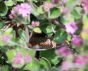photo thumbnail #13