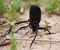 photo thumbnail #5
