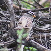 photo thumbnail #6