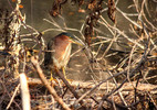 photo thumbnail #7