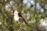 photo thumbnail #9