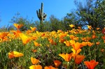 photo thumbnail #11