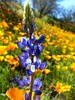 photo thumbnail #13