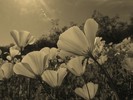 photo thumbnail #15