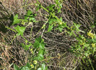 photo thumbnail #5