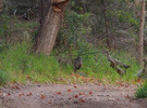 photo thumbnail #4
