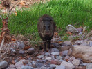 photo thumbnail #5