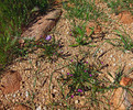 2017-03-12 :1: Pine Creek Loop #280 :: Grasshopper