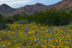 photo thumbnail #4