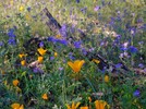 photo thumbnail #14