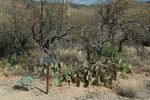 photo thumbnail #13