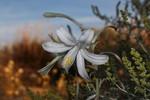 photo thumbnail #1