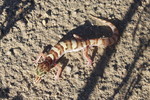 photo thumbnail #4