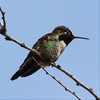 photo thumbnail #12