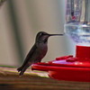 photo thumbnail #2