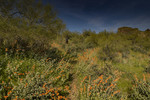 photo thumbnail #6