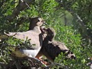 2017-03-17 :2: Desert Botanical Garden :: New2hyk