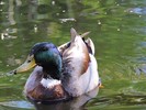 photo thumbnail #5